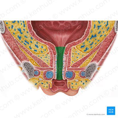 méat urétral|Vessie et urètre : Anatomie, localisation et fonction 